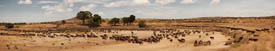 gnu pano